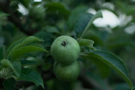Green apples garden close-up.Juicy bright summer fruits ripen on a branch in the garden. Green young apples on a blurry background of leaves. Vitamins, the concept of healthy nutrition, agricultureの写真素材