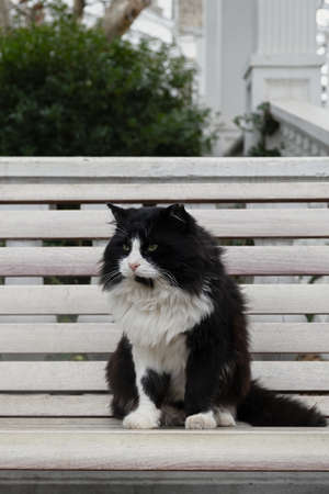 Black and white cat street. Sitting on a bench and posing for the camera. Fluffy beautiful serious adult cat. Portrait of a street or domestic cat in close-up. Caring for animals, kindness conceptの写真素材