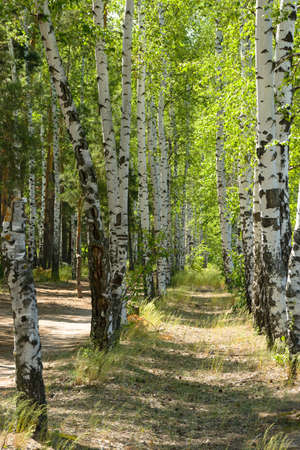 Green birches close-up. Summer sunny landscape. Slender white birches in the bright rays of the sun. The concept of the beauty of nature, greatness, tenderness. A walk through the cool morning park.の写真素材