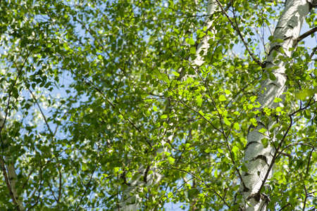 Green birches close-up. Summer sunny natural background. Slender white birches in the bright rays of the sun. The concept of the beauty of nature greatness tenderness. The texture of trees and leavesの写真素材
