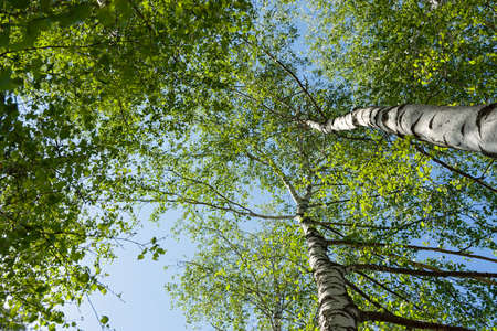 Green birches close-up. Summer sunny natural background. Slender white birches in the bright rays of the sun. The concept of the beauty of nature, greatness, tenderness. Tree texture bottom-up viewの写真素材
