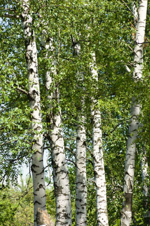 Green birches close-up. Summer sunny natural background. Slender white birches in the bright rays of the sun. The concept of the beauty of nature greatness tenderness. The texture of trees and leavesの写真素材