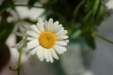 White daisies close-up in a basket. Warm sunlight soft focus, macro-yellow stamens. The concept of tenderness, purity and innocence. Fragile romantic flowers. Healing wildflowers for natural cosmeticsの写真素材