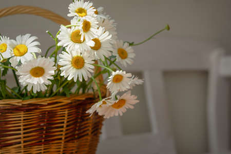 White daisies close-up in a basket. Warm sunlight soft focus, macro-yellow stamens. The concept of tenderness, purity and innocence. Fragile romantic flowers. Healing wildflowers for natural cosmeticsの写真素材