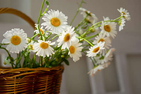White daisies close-up in a basket. Warm sunlight soft focus, macro-yellow stamens. The concept of tenderness, purity and innocence. Fragile romantic flowers. Healing wildflowers for natural cosmeticsの写真素材