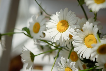 White daisies close-up in a basket. Warm sunlight soft focus, macro-yellow stamens. The concept of tenderness, purity and innocence. Fragile romantic flowers. Healing wildflowers for natural cosmeticsの写真素材