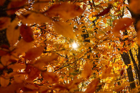 Sun rays orange foliage. Bright natural autumn background. The concept of gold, heat and falling....