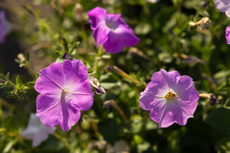 Petunia purple close-up. beautiful garden flower macro photo. Cultivation for landscaping cities, parks and squares. The color of the year 2022 is Very Peri. natural bright background. beautiful bokehの写真素材
