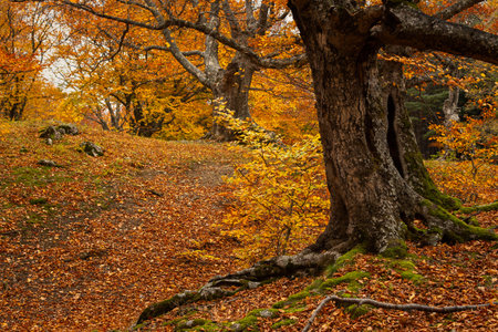 autumn beech forest. Golden bright mystical mysterious landscape with fabulous trees. A journey through the forest. The concept of the beauty of nature, careful attitude. natural background for designの写真素材
