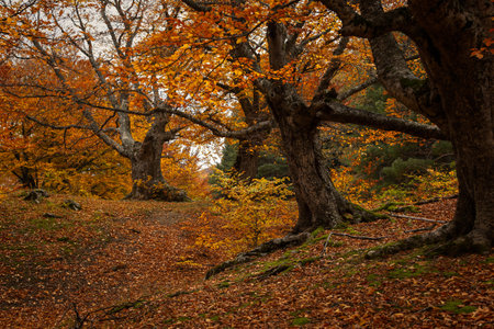 autumn beech forest. Golden bright mystical mysterious landscape with fabulous trees. A journey through the forest. The concept of the beauty of nature, careful attitude. natural background for designの写真素材