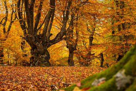 autumn beech forest. Golden bright mystical mysterious landscape with fabulous trees. A journey through the forest. The concept of the beauty of nature, careful attitude. natural background for designの写真素材