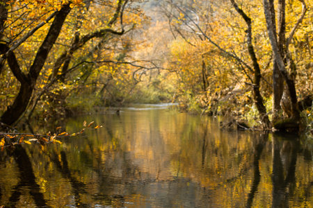 Autumn background with a lake and yellow trees. View through the leaves on the Golden surface of the...