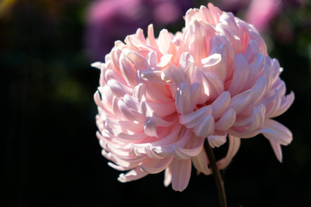 Pink chrysanthemums autumn garden. A flower bed in bright sunlight. Beautiful abstract background of purple flowers in soft focus. The natural layout of the postcard. Flower background, Mother's Dayの写真素材