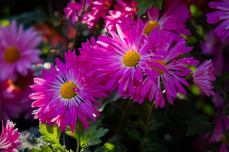 Purple chrysanthemums autumn garden. A flower bed in bright sunlight. Beautiful abstract background of lilac flowers in soft focus. The natural layout of the postcard. Flower background, Mother's Dayの写真素材
