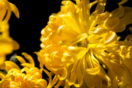 Yellow chrysanthemums autumn garden. Bright sunlight through the flower petals. Beautiful abstract background of yellow petals in selective focus. The natural layout of the postcard. Floral backgroundの写真素材