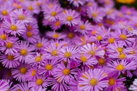 Symphyotrichum pink close-up. Beautiful bright purple autumn flowers bloomed in the garden. Natural floral macro background. Textured full frame. The Masterales family, autumn bright flower gladesの写真素材