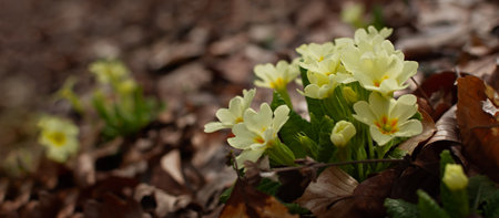 Primrose forest bloomed in the spring. Beautiful pale yellow flower close-up in the forest. Macro of...