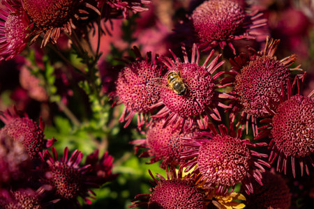 Background of pink chrysanthemum petals. Bee close-up on a chrysanthemum flower in the garden. Beautiful bright chrysanthemums in selective focus. macro photography. Autumn soft background. copyspace.の写真素材