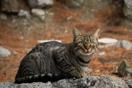 Striped young cat sitting park. A striped gray cat with green eyes poses for the camera to a photographer. Close-up portrait. Blurred background. The concept of happiness, enjoyment, carefree life.の写真素材