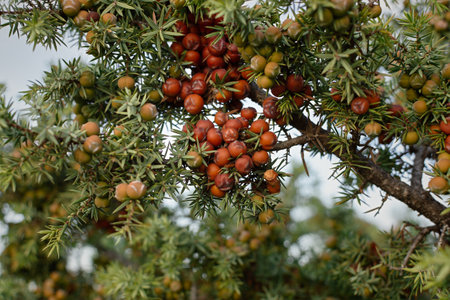 Brown juniper berries close-up. Leaves mature cones in bright sunlight. Orange-red juniper fruits in a natural environment. The concept of aromatherapy, health, alternative medicine. Selective focusの写真素材