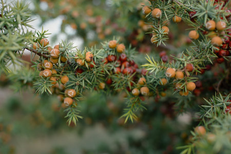 Brown juniper berries close-up. Leaves mature cones in bright sunlight. Orange-red juniper fruits in a natural environment. The concept of aromatherapy, health, alternative medicine. Selective focusの写真素材