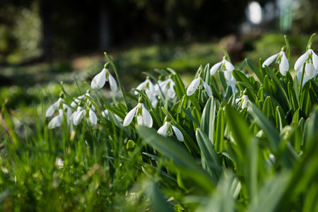 Snowdrop flowers close-up. Beautiful first flowers bloomed in spring. White Galanthus nivalis in a clearing in bright sunlight. The concept of spring, beauty and awakening. Natural background postcardの写真素材