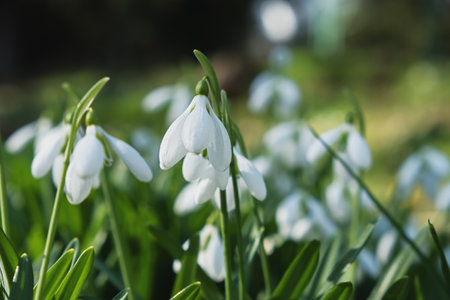 Snowdrop flowers close-up. Beautiful first flowers bloomed in spring. White Galanthus nivalis in a clearing in bright sunlight. The concept of spring, beauty and awakening. Natural background postcardの写真素材