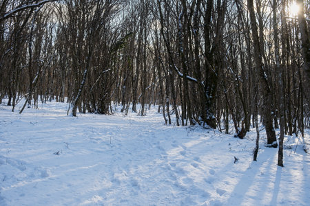 Winter beech forest January. Snow-covered trees in the forest. Beautiful fabulous winter background. Travel uphill through large snowdrifts. Atmospheric winter landscape with dense impenetrable forestの写真素材