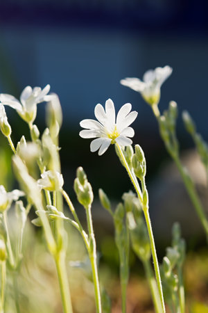 White spring flowers close-up on a blurry background. Jaskolka felt Cerastium tomentosum is a beautiful summer flower. Flowers in selective focus. Bright sunny natural background. Garden Decorationの写真素材