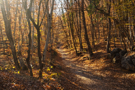 Autumn forest tourists hiking. Unrecognizable people from the back travel through the autumn forest. The concept of tourism, active lifestyle, hiking and adventure. Autumn trip to the mountainsの写真素材