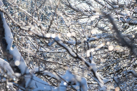 Snow tree icicle. winter natural background. The bright sun highlights the fragile icicle. The concept of melting snow, warm spring rays. Snow-covered black branches in close-up on a blurry backgroundの写真素材