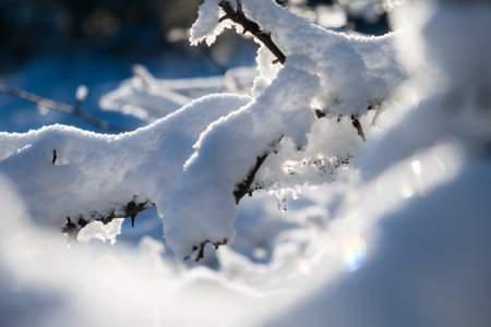 Snow tree icicle. winter natural background. The bright sun highlights the fragile icicle. The concept of melting snow, warm spring rays. Snow-covered black branches in close-up on a blurry backgroundの写真素材