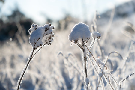 snowfall. Snow-covered bushes close-up. View of the rural countryside landscape. A strong snowstorm, nothing can be seen through the white veil and fog. Gray calm winter landscape. natural backgroundの写真素材