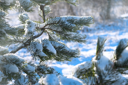 Snow-covered pine trees in the forest. Snowdrifts on spruce needles. Snow falls from above. Concept of the arrival of winter. Winter natural background with tall trees. Branches close-up.の写真素材