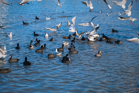 Seagulls ducks sea beach. A flutter of wings, a large group of birds flew to winter in warm seas. The moment of movement takeoff. Different marine fauna feeds in shallow water. Black gray white birdsの写真素材