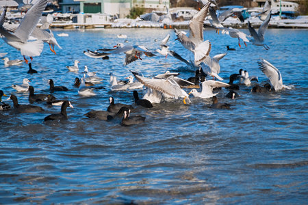 Seagulls ducks sea beach. A flutter of wings, a large group of birds flew to winter in warm seas. The moment of movement takeoff. Different marine fauna feeds in shallow water. Black gray white birdsの写真素材