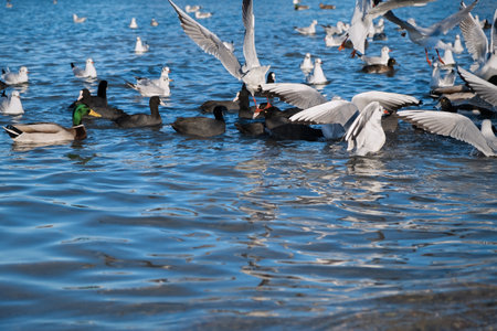 Seagulls ducks sea beach. A flutter of wings, a large group of birds flew to winter in warm seas. The moment of movement takeoff. Different marine fauna feeds in shallow water. Black gray white birdsの写真素材