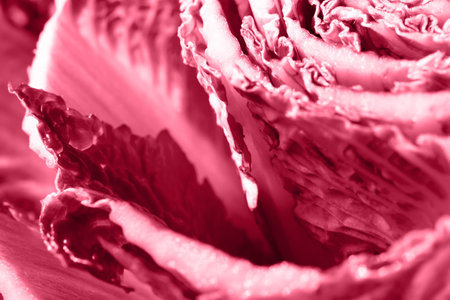 Abstract natural background Viva magenta. The concept is a presentation of the trending color of 2023. Festive sensual burgundy-pink shade. Texture of cauliflower leaves. Macro photography of foodの写真素材