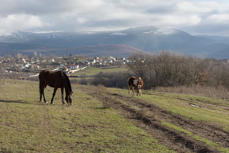 Horse grazing spring meadow green grass. Rural peaceful atmospheric landscape. Young brown horses graze grass in the pasture. The concept of country life, household breeding. Portrait of an animalの写真素材