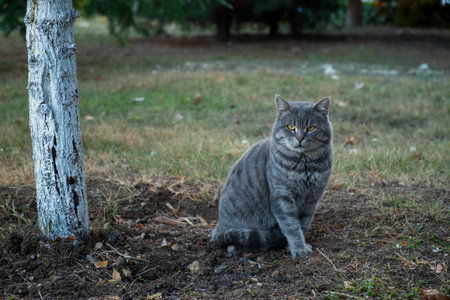 Striped angry cat sitting park. A striped gray cat with green eyes poses for the camera to a photographer. Close-up portrait. Blurred background. The concept of happiness, enjoyment, carefree life.の写真素材