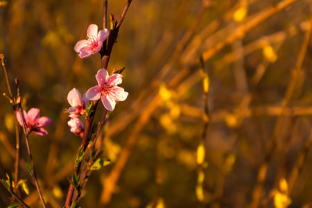 Almonds bloom in the spring garden. Beautiful bright pale pink background. A flowering tree branch in selective focus. A dreamy romantic image of spring. Atmospheric natural background. copy spaceの写真素材