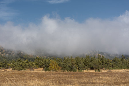 Low clouds forest autumn. Airy weightless clouds float over the pine forest. Bright sun, warm autumn day. Atmospheric natural background for the design. The concept of walking, traveling and tripsの写真素材