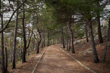 A path in a pine forest. Sunny autumn day in the forest. An empty path without people. Horizontal composition, slender trunks, fallen brown needles. Natural background, hiking concept, ecotourismの写真素材