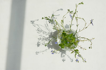 Forget-me-nots vase close-up. A beautiful summer bouquet in bright sunlight. Shallow depth of field, macro. The concept of fragility, tenderness, fragrance. Application in cosmetology, therapyの写真素材