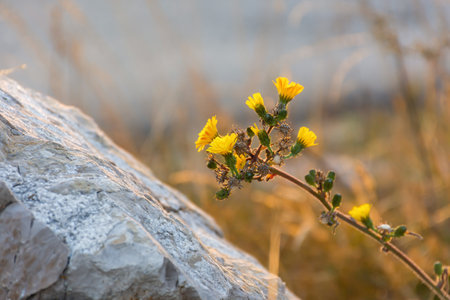 Beautiful yellow wildflower close-up. The bright sunset rays of the sun illuminate the clearing. A conceptual photo about fragility and durability, a delicate flower at the stone. Authentic backgroundの写真素材