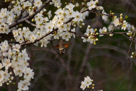 Sphingidae on the flowering branches of cherry plum. A small hummingbird pollinates delicate white flowers. Muted authentic pastel background. Beautiful spring nature. Blurry flight movement.の写真素材