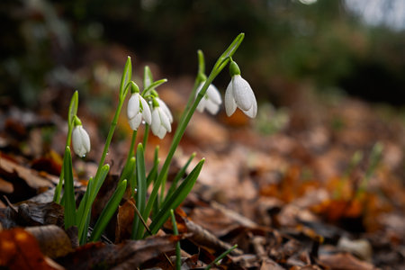 Snowdrops lat.Galanthus nivalis close-up with dewdrops. Tender first flowers bloomed in the spring in the forest. Beautiful blurred horizontal background with bokeh. Natural background. Soft focus.の写真素材