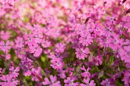 Silene dioica or Melandrium rubrum close-up. Background of delicate pink garden flowers full frame. Top view of a flowerbed with delicate summer flowers. Abstract natural floral background for designの写真素材