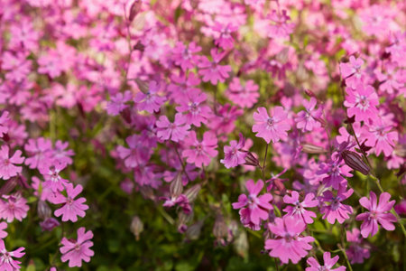 Silene dioica or Melandrium rubrum close-up. Background of delicate pink garden flowers full frame. Top view of a flowerbed with delicate summer flowers. Abstract natural floral background for designの写真素材