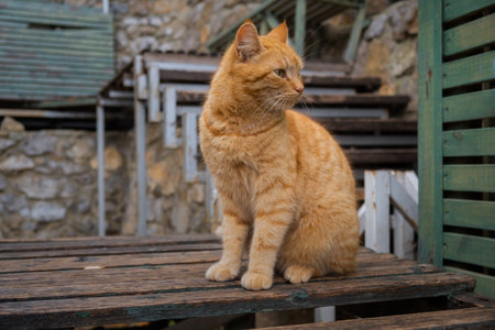 Red white cat portrait close-up. Intelligent green eyes look around. Funny beautiful striped cat posing for the camera. The concept of love for homeless animals. Blurred background of the parkの写真素材